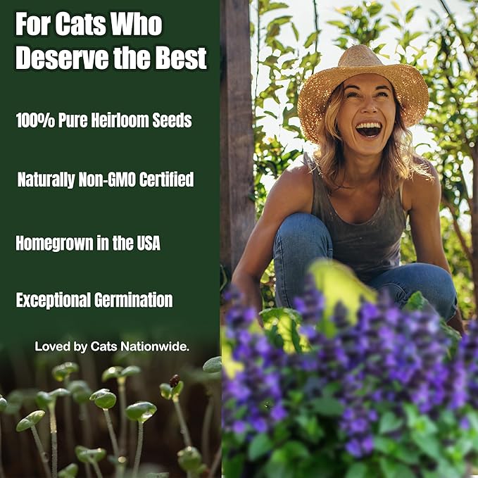 Catnip Seeds - Nepeta cataria for Planting, 2200+ Herb Seeds, Indoor or Outdoor Growing, Heirloom, Non-GMO, Cats Love Catnip Leaves. (Catnip Seeds, 1500mg)