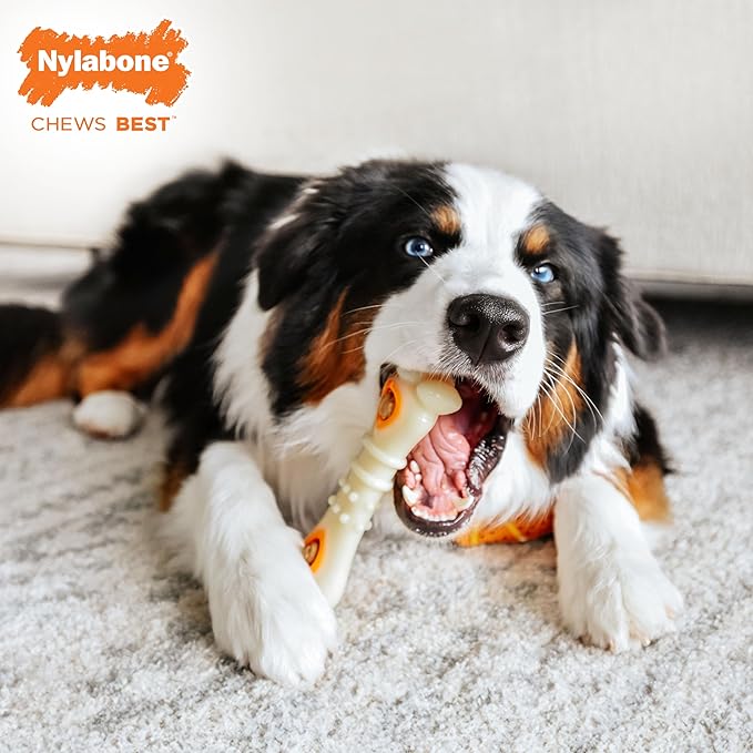 Nylabone Knuckle Bone Pop-In Treat Toy Power Chew Toy for Dogs, Interactive Treat Dispensing Enrichment Dog Toy, Long Lasting Chicken Flavor, Medium Dogs - Up to 35 lbs
