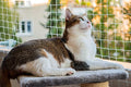 Cat Balcony Netting 10 * 33ft Cat Anti-Fall Netting Duralble Nylon Balcony Screen for Pets Pet Safty Netting for Balcony, Windows and Patio