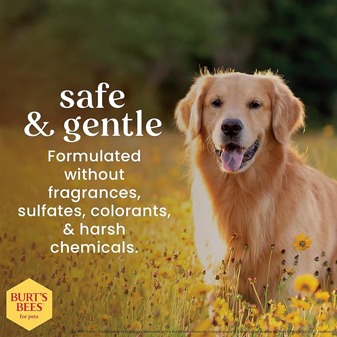 BURT'S BEES FOR PETS Oatmeal Dog Conditioner with Honey, Moisturizing Dog Coat Conditioner for Dry and Sensitive Skin to Help Soften and Nourish Coats During Grooming, 10 Fl Oz - 2 Pack