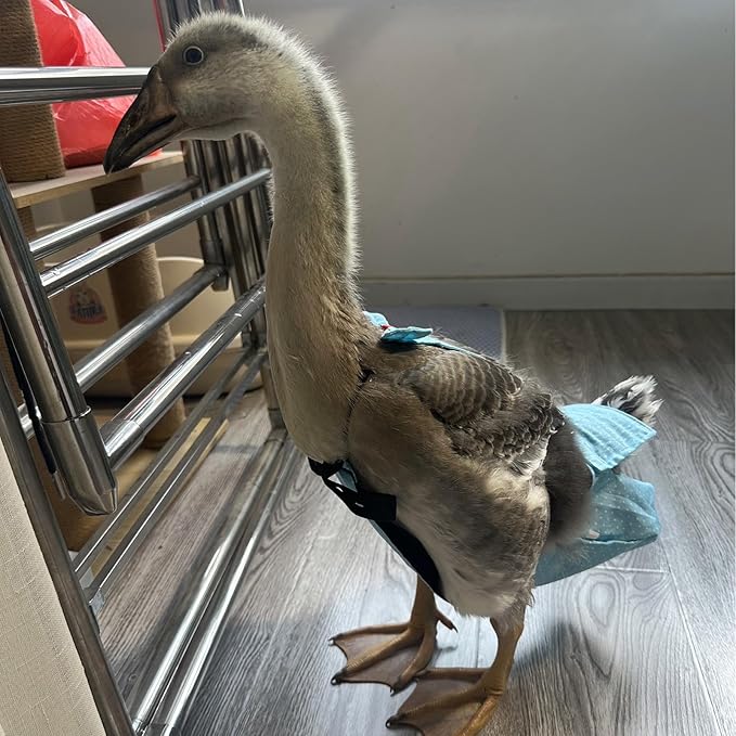 BestParts 2pcs Adjustable Diaper Waterproof Reusable Diapers, Cloth Diaper Wearable Poultry for Farm Pet Goose, Duck, Chicken, Button Adjustable Version (Gray + Blue, S(0.55-1.65pounds), 1, Count)