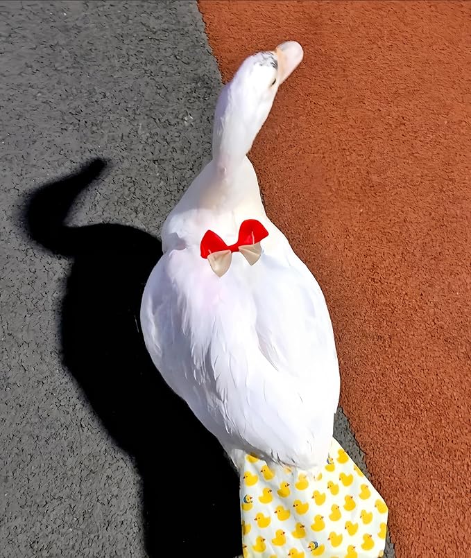 2 Pack Chicken Diapers for Hens, Roosters, Diapers for Ducks, Ducklings, Reusable Pet Diaper with Bow Ties Waterproof Poultry Nappies for Geese Pet Ducks,Pineapple&Yellow Duck,M