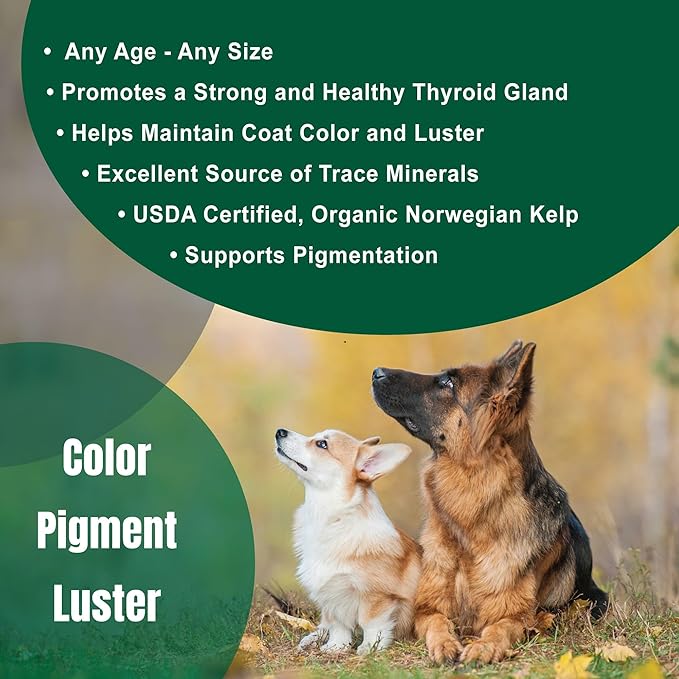 Dogzymes Organic Norwegian Kelp for Pets, a Valuable Nutrition Source Rich in Iodine to Support Gland Function, Especially The Thyroid (12 Ounce)