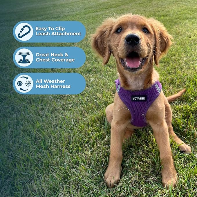 Best Pet Supplies Voyager Step-in Air Harness - All Weather Mesh, Reflective, No Pull Harness for Dogs, Cats - Secure with Hook & Loop Fastener, Buckle, Double D-Rings - Purple, XXS