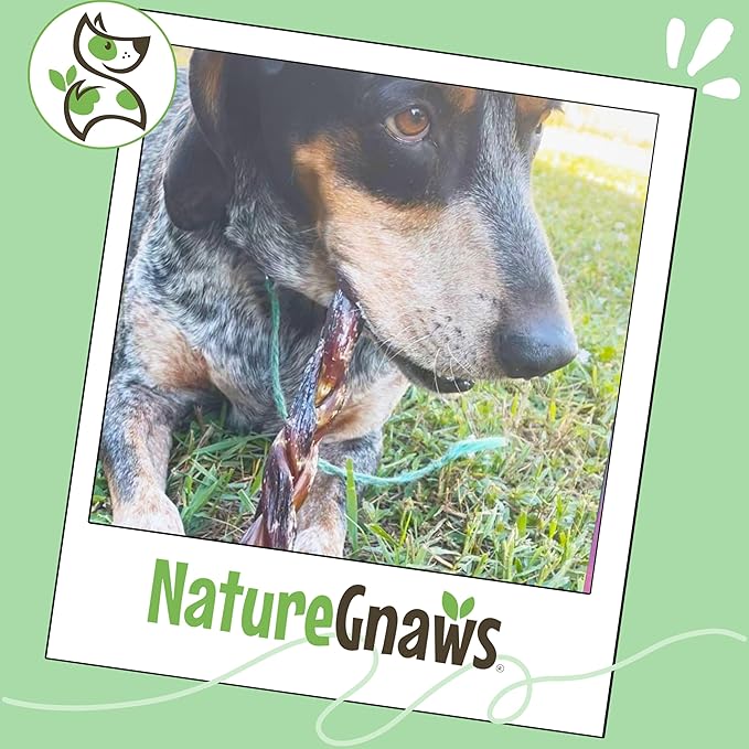 Nature Gnaws Braided Beef Chews for Dogs 5-6" (3 Count) - Long Lasting for Small and Medium Dogs - Natural Beef Gullet Jerky Dog Chew Treats