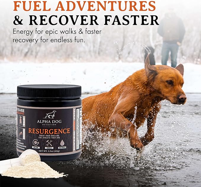 Alpha Dog Nutrition Electrolytes for Dogs - PhD Formulated Hydration Supplement with Beef Flavor for Active Canines - Versatile Powder for Dehydration Recovery and Stamina