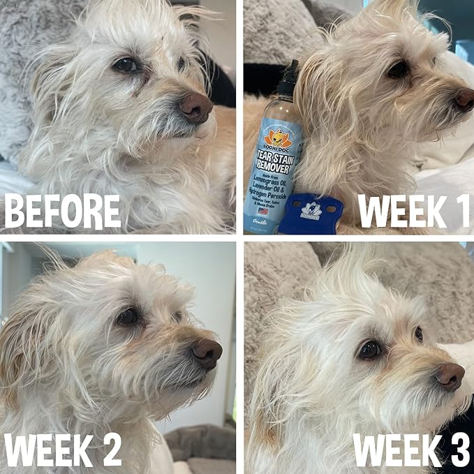 Bodhi Dog Tear Stain Remover Combs - Clean Crust, Dirt & Buildup Around Pet Eyes - Gentle, Durable, Easy-to-Use Grooming Tool for Dogs & Cats - Ideal for All Fur Types & Coats (Set of 2)