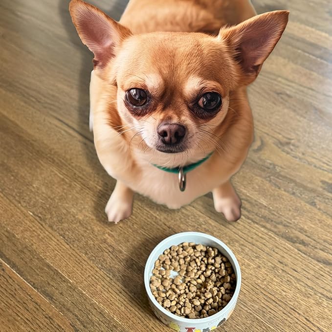 SPOT Best Friends Pet Food Dish - Food or Water Ceramic Bowl for Pets, Ideal for Small Dogs, Dishwasher Safe, 1.75 Cups (14oz) Capacity - 5in, Light Grey
