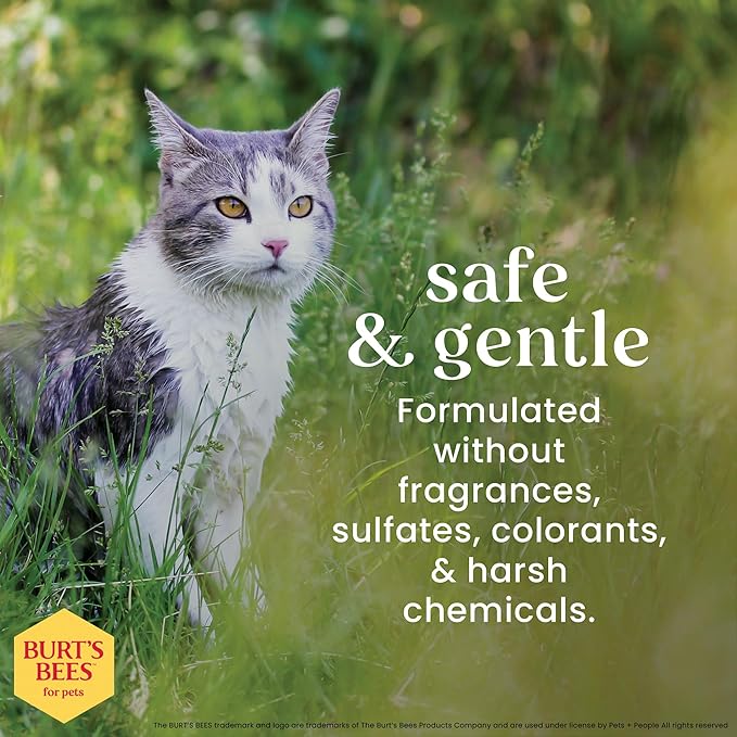 Burt’s Bees for Pets Hypoallergenic Cat Shampoo with Shea Butter and Honey, Gentle Kitten Shampoo for Indoor Cats with Dry or Sensitive Skin, Cat Bathing Supplies, 10 Fl Oz - 6 Pack