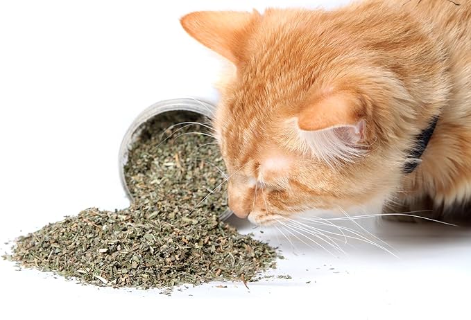 Catnip, Premium Blend Safe for Cats, Infused with Maximum Potency Your Kitty is Sure to Go Crazy for (1 Cup)