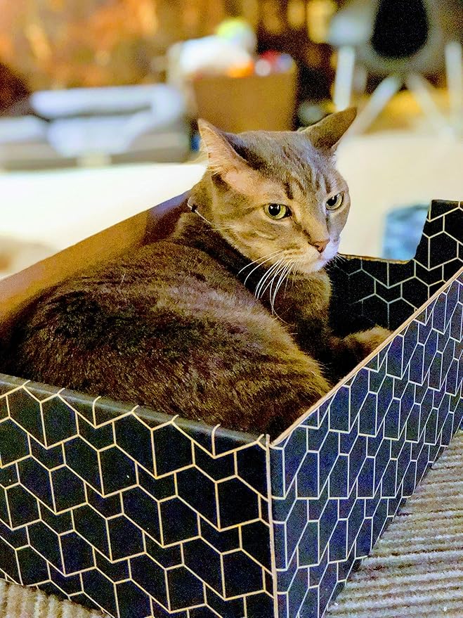 Purrfect Cat Box Modern Cat Box Lounger with Peek-a-Boo Cutout | Premium Corrugated Cardboard Cat Bed for Sleeping and Relaxation | Interactive Board Box for Indoor Kittens and Small Pets, Blue