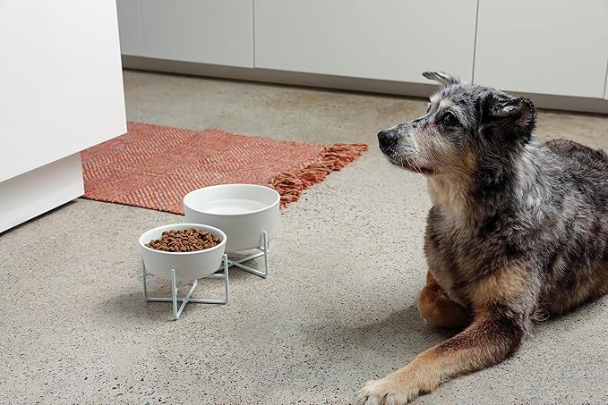Waggo Simple Solid Dog Bowl and Stand - Single Iron Stand with Single Ceramic Feeder or Water Bowl, Elevated Pet Feeder (Small, Matte White)