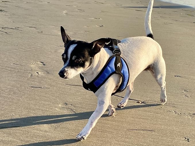 Gooby - Escape Free Easy Fit Harness, Small Dog Step-In Harness for Dogs that Like to Escape Their Harness, Blue, X-Small