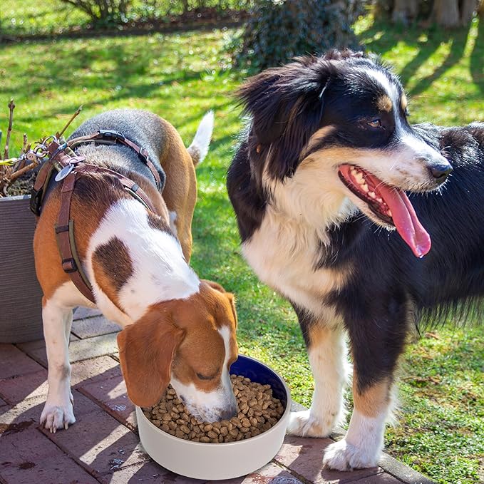 SPOT Standard Crock Dish - Heavy Duty, Non-Slip, Round Ceramic Food/Water Bowl for Pets, Ideal for Medium to Large Dogs or Multiple Animals, Dishwasher Safe - 9.5 in, 8 Cups, (64 Oz)