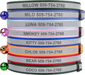 GoTags Personalized Reflective Cat Collars, Engraved Custom Cat Collar with Name and Phone Identification, Breakaway Collar with Safety Release Buckle and Bell, Adjustable for Cats and Kitten, (Pink)