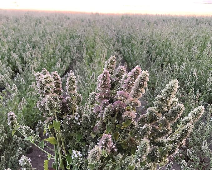 from The Field | Premium Whole Catnip Buds for Cats | Organic, USA-Grown, Fresh & Potent | Natural, Eco-Friendly Cat Treat for Play & Relaxation | Catnip for Indoor Cats | Resealable 4 OZ Bag