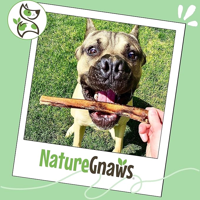 Nature Gnaws Large Bully Sticks for Dogs 5-6" (15 Count) - Thick Long Lasting for Aggressive Chewers and Large Dogs - Natural Beef Dog Chew Bones
